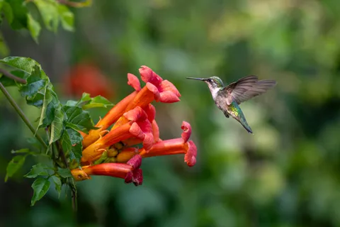 Trumpet Creeper (Campsis radicans)