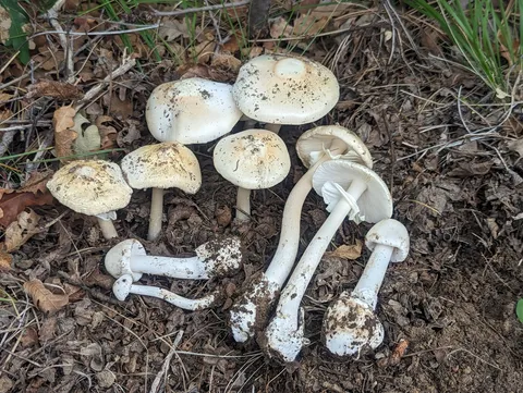 Destroying Angel (Amanita bisporigera)