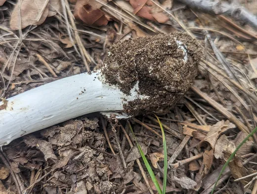 Destroying Angel (Amanita bisporigera)