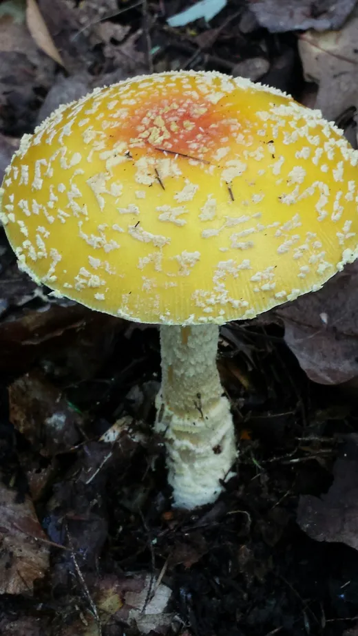 Fly Agaric (Amanita muscaria var. guessowii)
