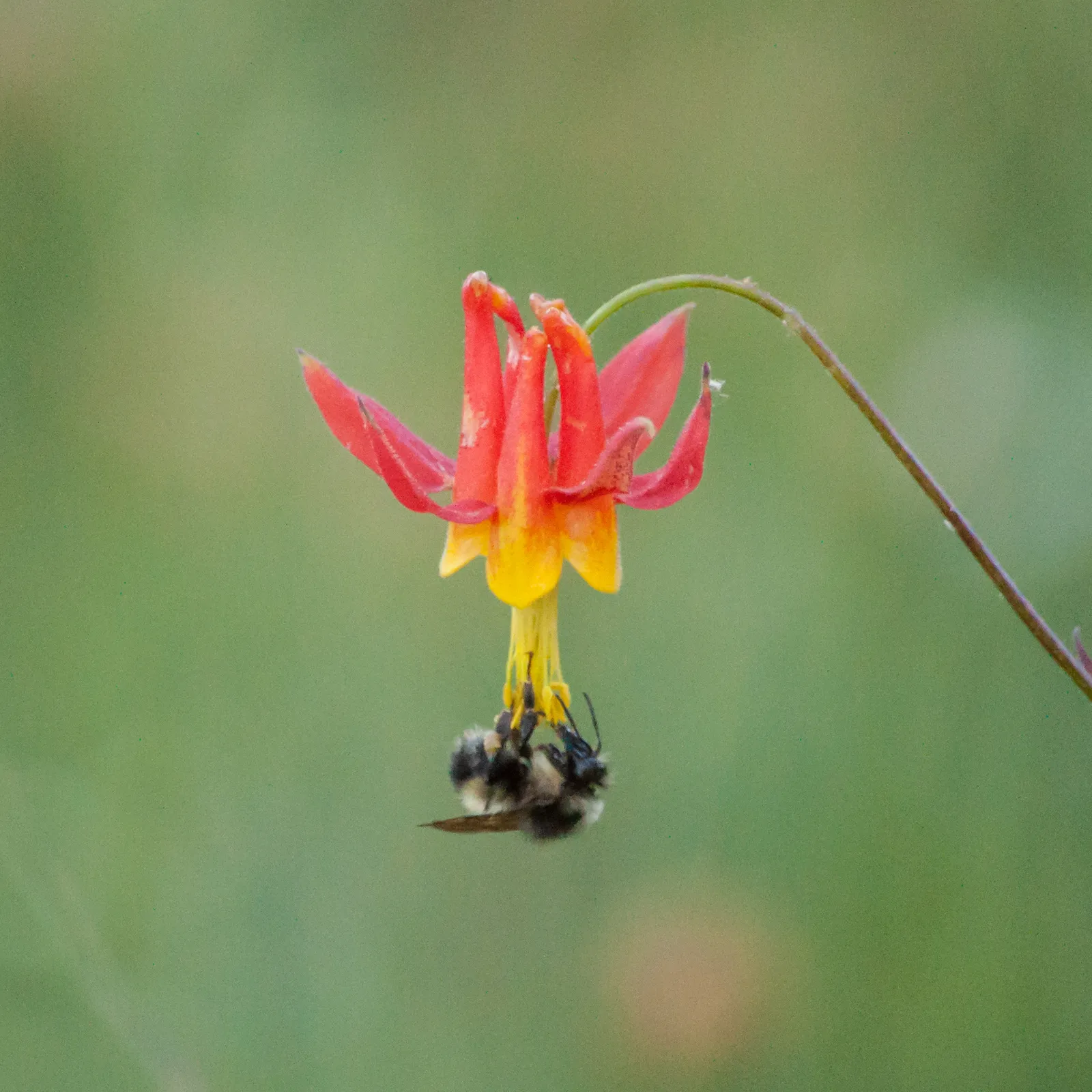Wild Columbine (Aquilegia canadensis)