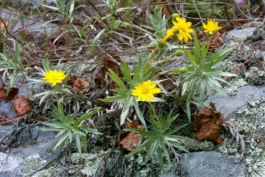 Ruth's Golden Aster (Pityopsis ruthii)