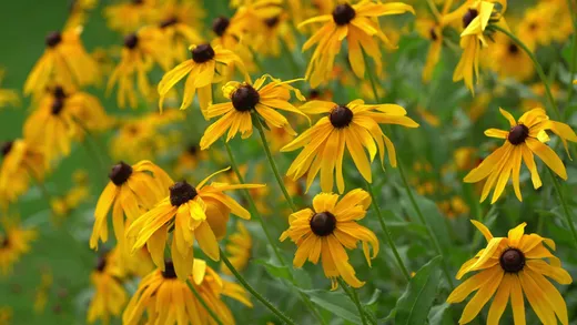 Black-eyed Susan (Rudbeckia hirta)