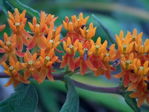 Butterfly Weed (Asclepias tuberosa)