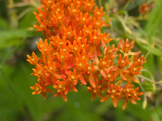 Butterfly Weed (Asclepias tuberosa)