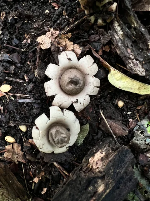 Saccate Earthstar (Geastrum saccatum)