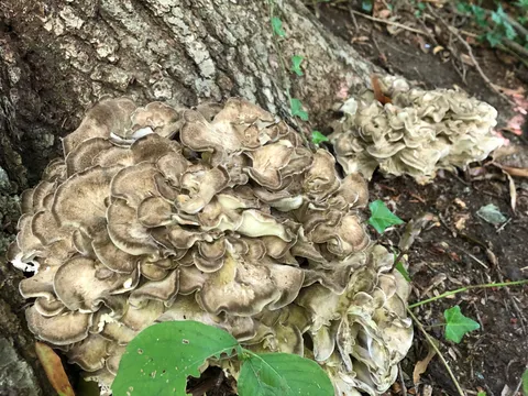 Hen of the Woods (Grifola frondosa)
