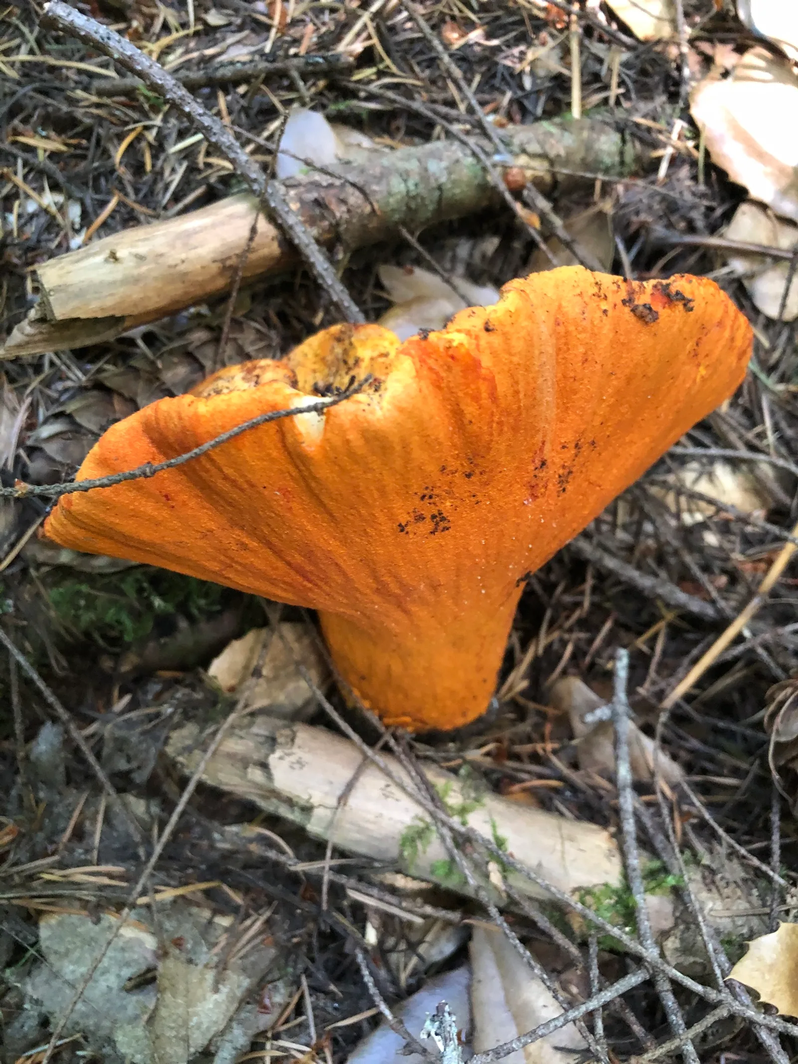 Lobster Mushroom (Hypomyces lactifluorum)