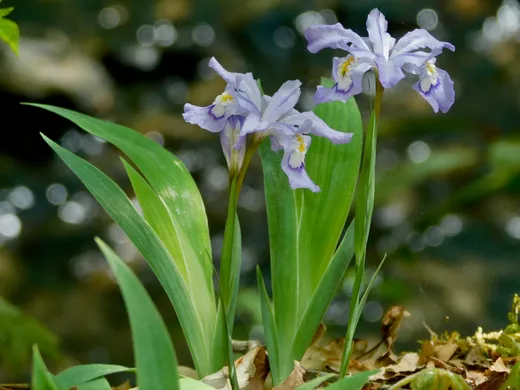 Dwarf Crested Iris (Iris cristata)