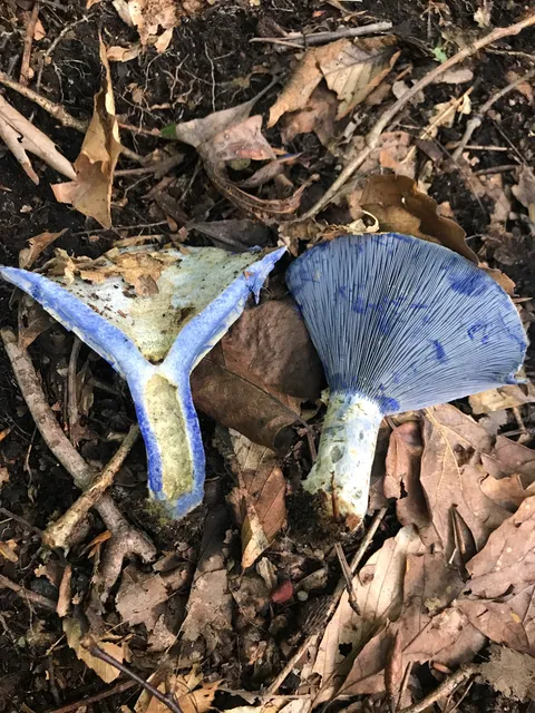 Indigo Milk Cap (Lactarius indigo)