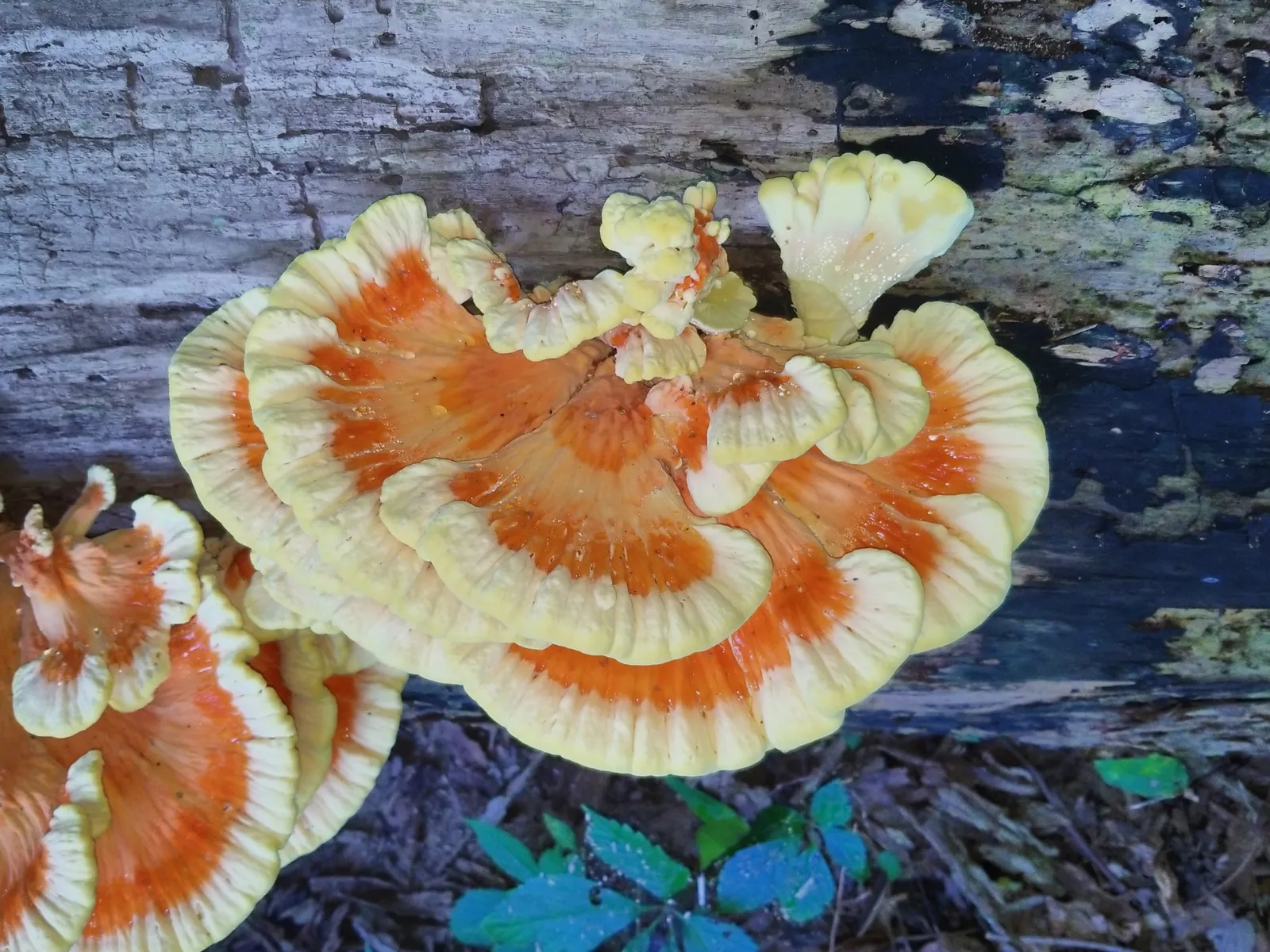 Chicken of the Woods (Laetiporus sulphureus)