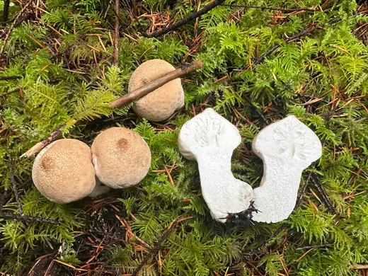 Common Puffball (Lycoperdon perlatum)