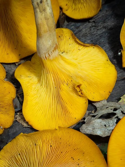 Jack-o'-Lantern (Omphalotus illudens)