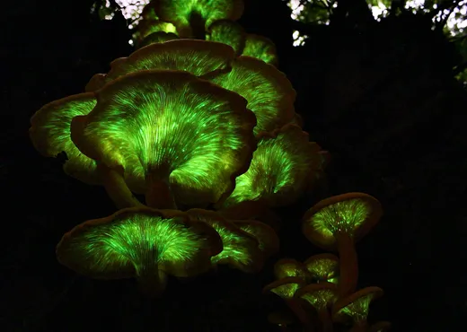 Jack-o'-Lantern (Omphalotus illudens)