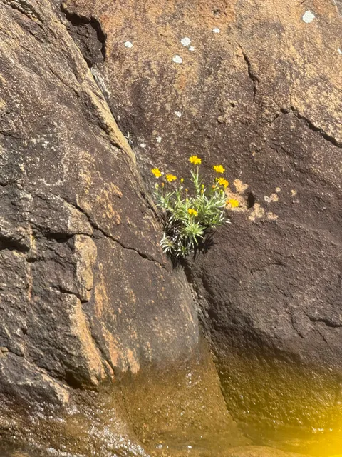 Ruth's Golden Aster (Pityopsis ruthii)