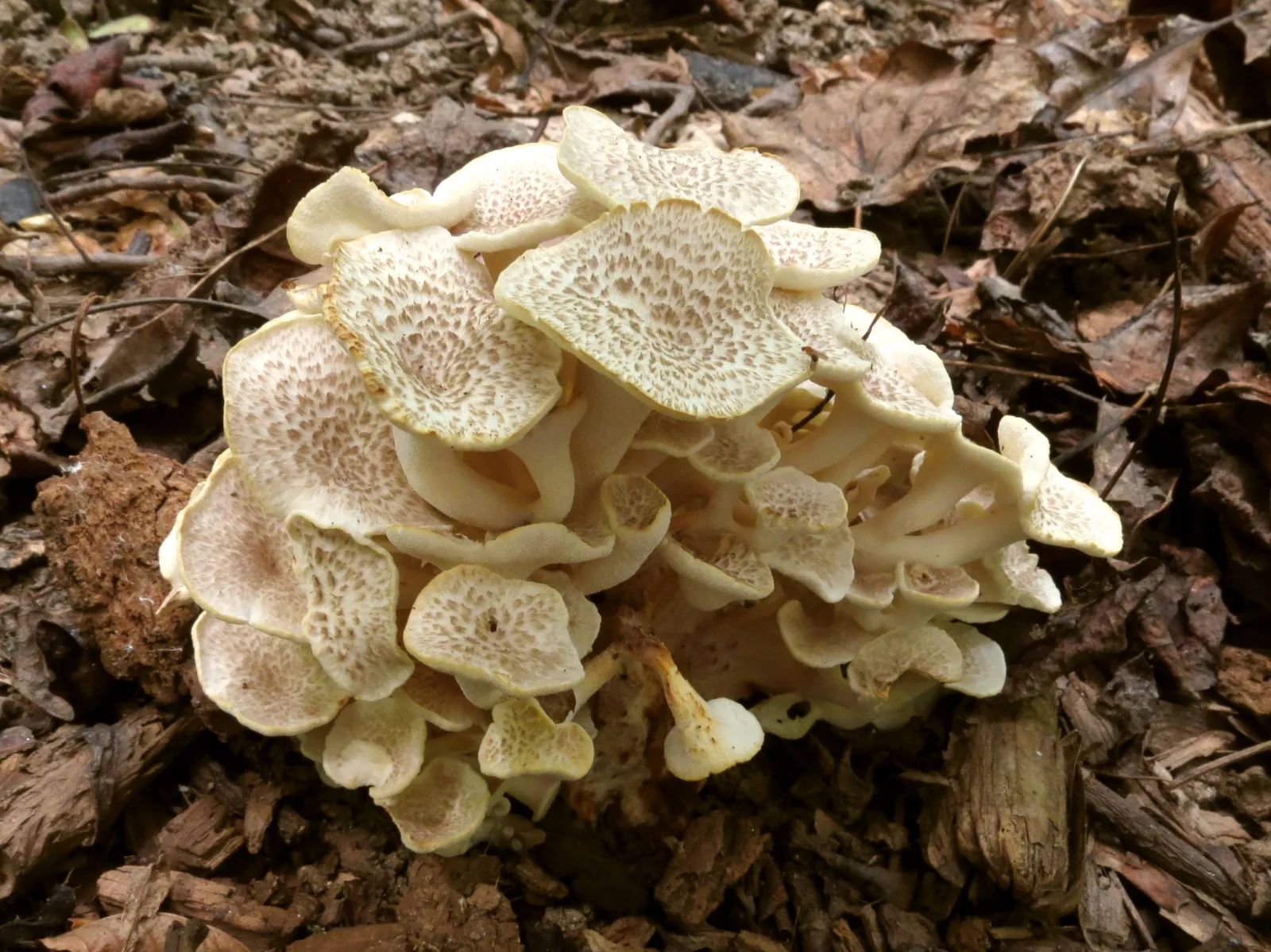 Umbrella Polypore (Polyporus umbellatus)