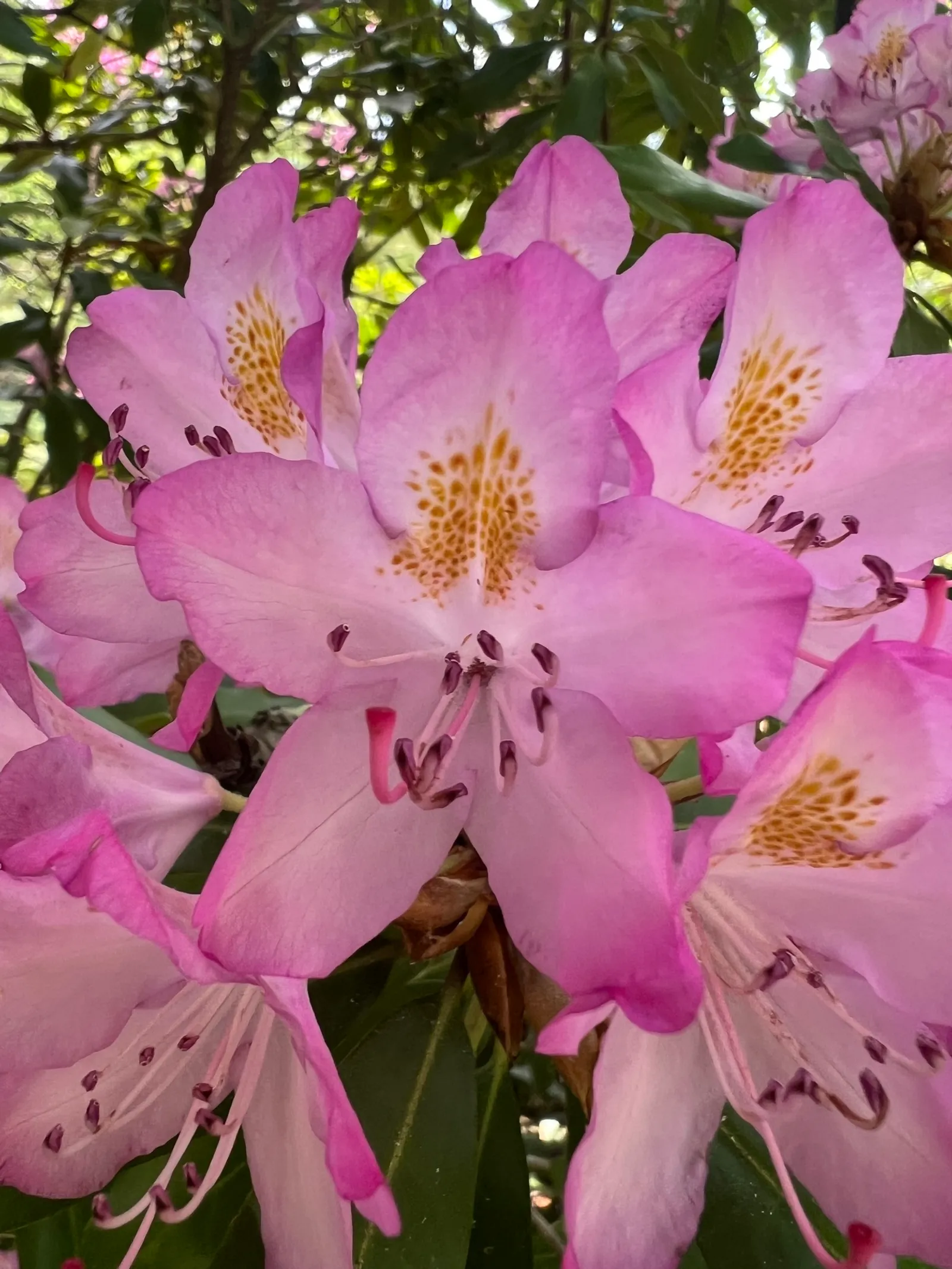 Catawba Rhododendron (Rhododendron catawbiense)