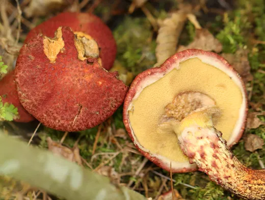 Painted Suillus (Suillus spraguei)