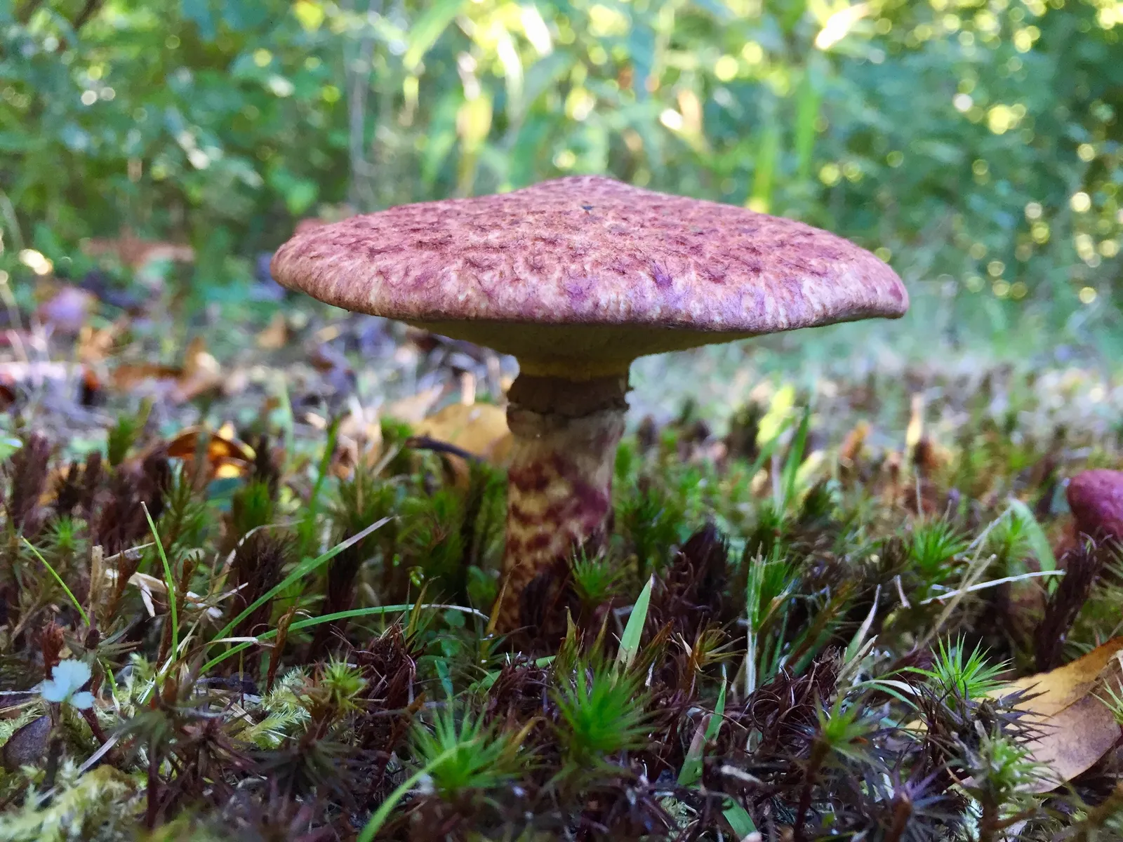 Painted Suillus (Suillus spraguei)
