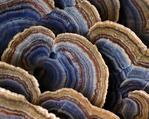 Turkey Tail (Trametes versicolor)