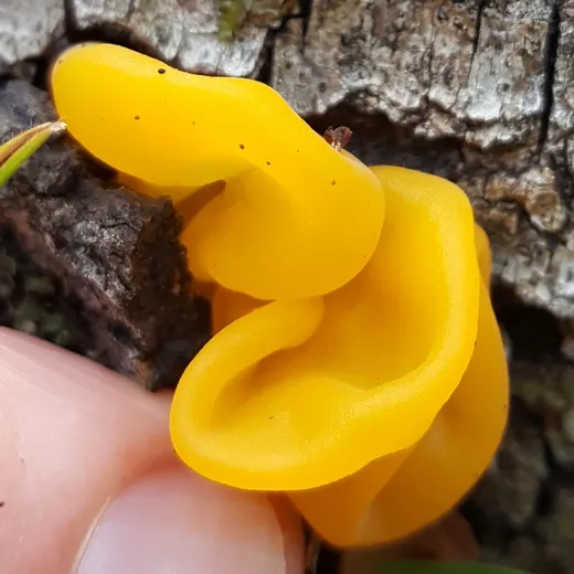 Witch's Butter (Tremella mesenterica)