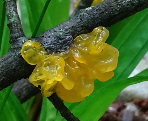 Witch's Butter (Tremella mesenterica)